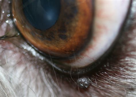 How Do You Treat A Stye On A Dogs Eyelid