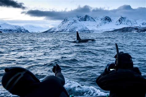 Photos Swimming With Orcas In Norway The Atlantic