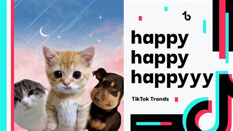 Happy Happy Happy Cat Meme Tiktok Trends Compilation Youtube