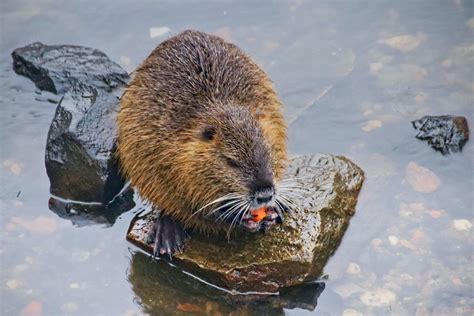 why do beavers build dams trutech wildlife service
