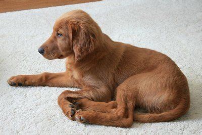 With many successful pure irish red setter litters, we decided to breed our own pure bred golden retriever with our pure bred irish red setter. golden irish setter mix.... so cute | Irish dog, Golden retriever, Dogs golden retriever