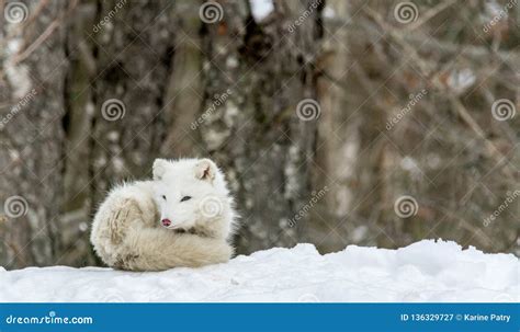 It`s Nap Time For This Arctic Fox In Seasonal Moulting Stock Image
