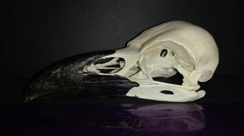 Real North Eurasian Raven Skull Taxidermy Genuine Corvid Crow Etsy