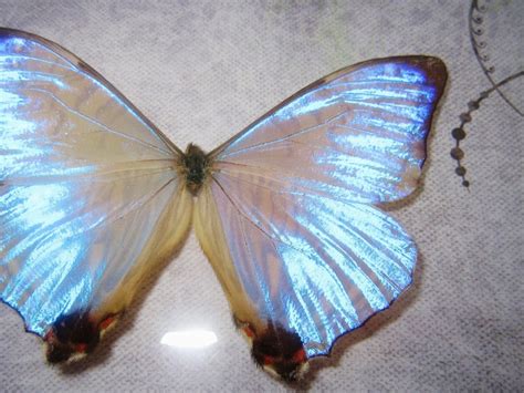 Iridescent Butterfly Morpho Sulkowski O Beautiful Bugs Morpho