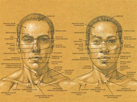 Here are some potential causes of neck pain and shoulder pain that your doctor might diagnose. LEFT: Male head, anterior view