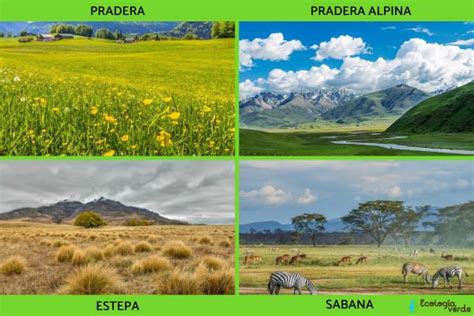 Tipos de ecosistemas terrestres y ejemplos Características y FOTOS