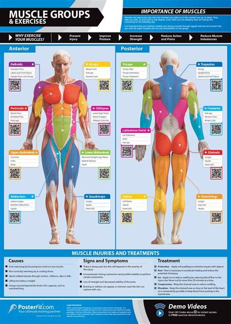 Anatomy of the legs and feet: Major Muscle Groups Guide - Weight Lifting Complete