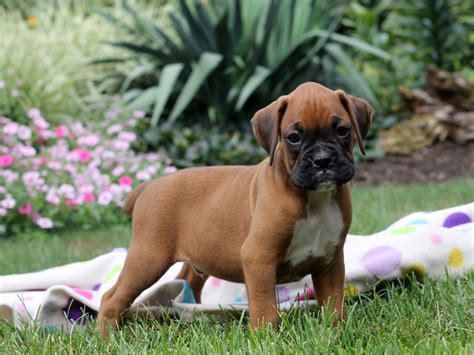 Boxer Puppies For Sale In Pa