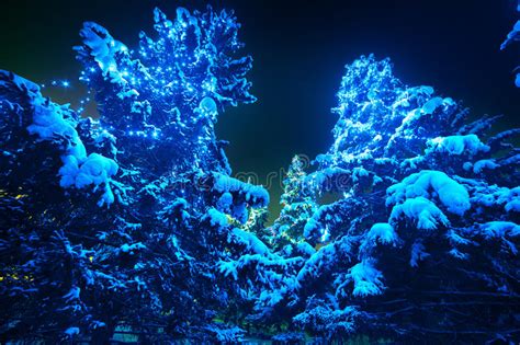 Snow Covered Christmas Tree Lights In A Winter Stock Photo Image Of