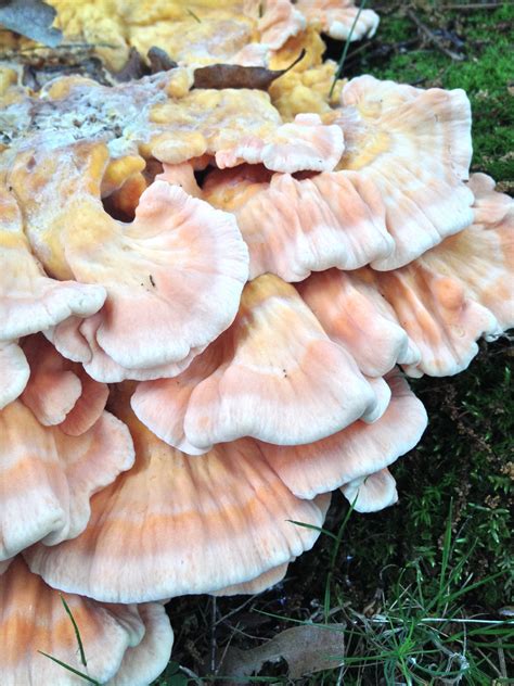 Salmon Colored Shelf Fungi Help Mushroom Hunting And