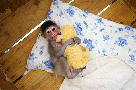 24 Animals Sleeping And Cuddling With Stuffed Animals ...