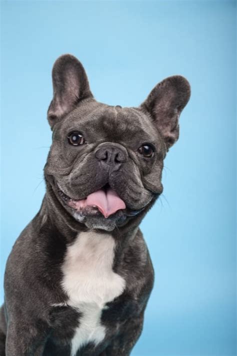 French bulldog shedding depends on different factors such as age, weather, genes, and nutrition. French Bulldog: What To Know About The Mischievous Frenchie