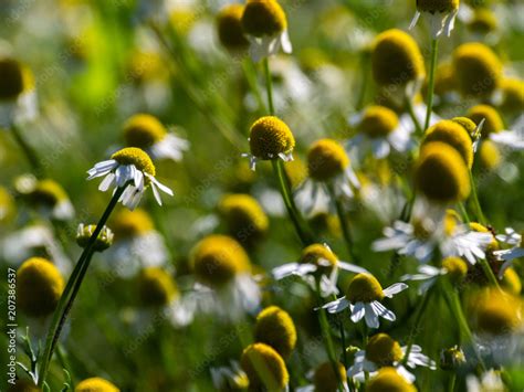 Wild Camomile In The Field With Natural Background Matricaria