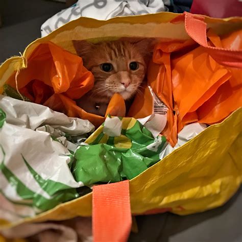 Maybe you would like to learn more about one of these? Get in, loser, we're going shopping : cats