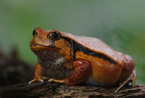 16 Best Pet Frogs for Beginners (With Pictures) | Pet Keen