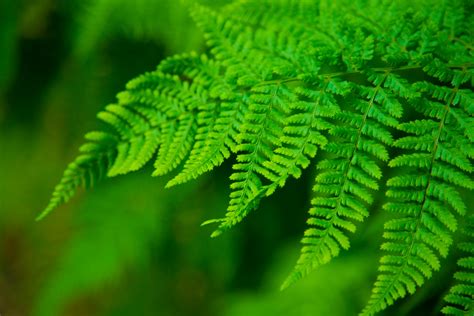Fern Free Stock Photo Public Domain Pictures
