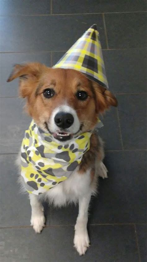 Whether you need pet care in your home or at one of our pet resorts, you can expect professional, reliable and loving care, provided by trained pet care specialists, 365 days a year. Miss Scarlet | Wagging Tails Pet Resort