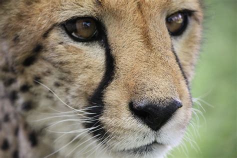 Cheetah Conservation Fund Baby Cheetahs Cheetah