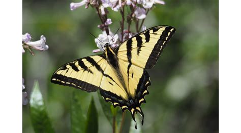 Native Of The Month Western Tiger Swallowtail SHADOW
