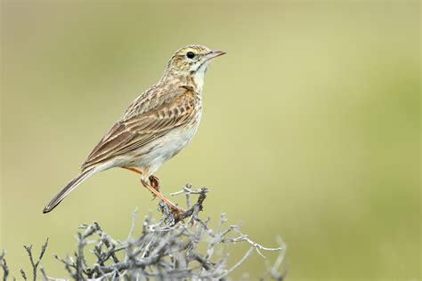 Australasian Pipit An Australasian Pipit In Heathland At G Leo