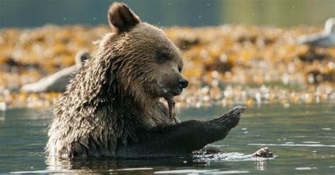 Video Ryan Reynolds Set To Narrate Film On Bcs Great Bear Rainforest