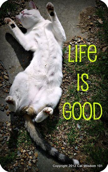 Good Cat Quotes. QuotesGram