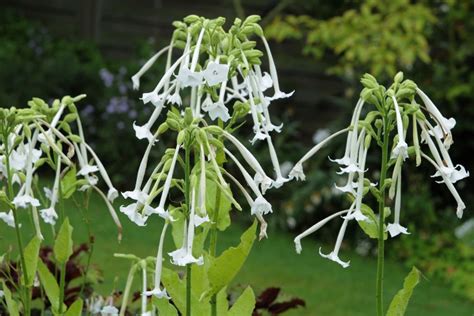 Cut Flowers From Seed Night Scented Tobacco Plant Nicotiana