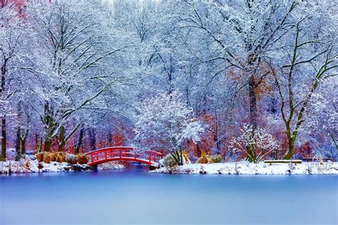 Wallpaper Nature Snow Winter Road Branch Frost Blossom