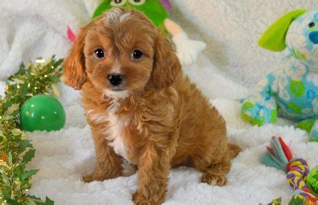 We keep our website current and will post news when the new babies arrive and also our upcoming planned cavapoo litter news. Cavapoo Puppies For Sale | Lansing, MI #294266 | Petzlover