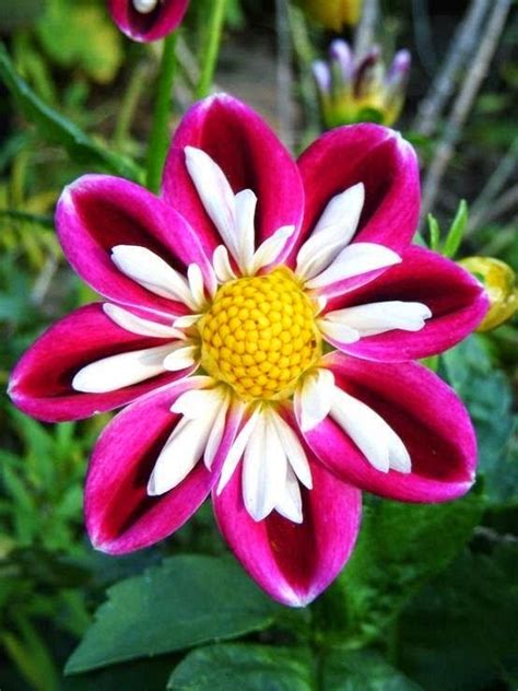 Lovely. Lovely. Lovely Flower | Backyards Click