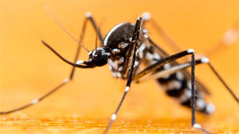 De overheid bestrijdt exotische muggen in nederland, waaronder de tijgermug. Is de tijgermug echt gevaarlijk? - Radar - het ...