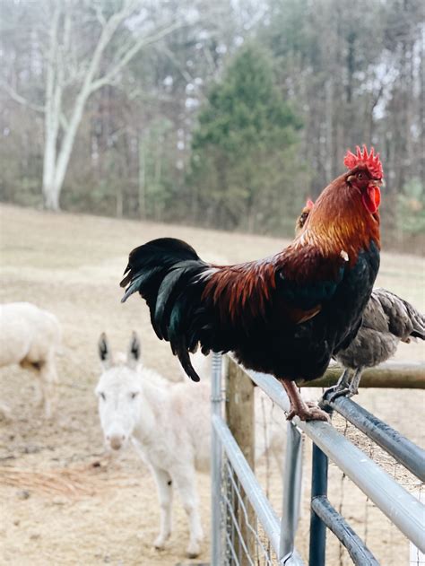 All About Roosters Azure Farm