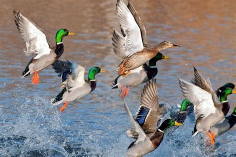 75 Incredible Ducks Facts