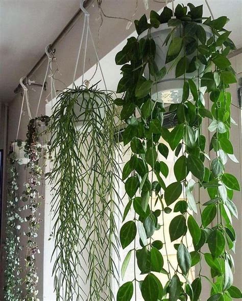 Cozy Hanging Plant Decor Ideas To For Your Garden Who Doesn T