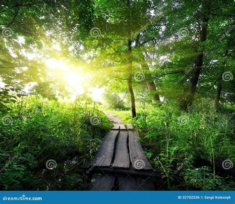 Wooden Bridge In The Forest Stock Photo Image Of Evening Creek 32702536