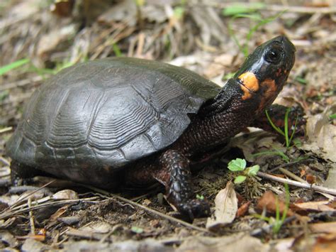 Why Is The Bog Turtle Endangered In New Jersey