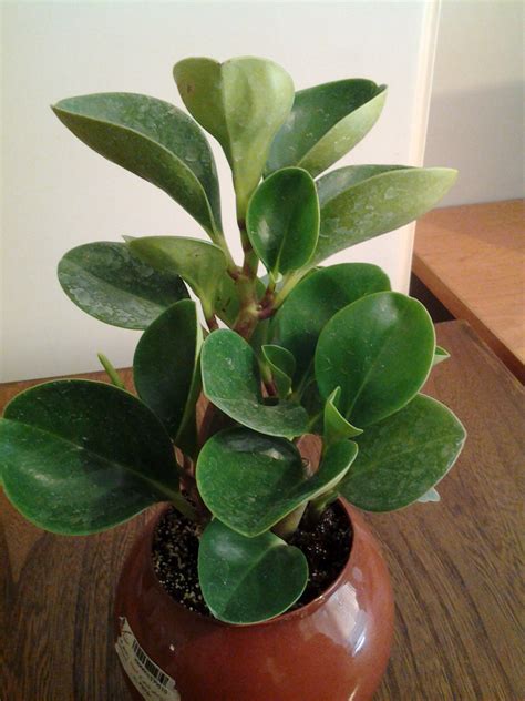 Houseplant Identification Gardening And Landscaping Stack Exchange