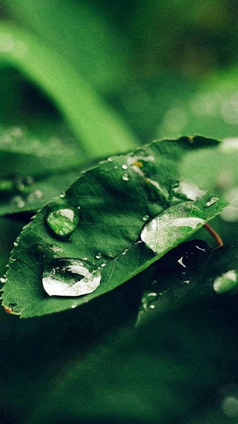 Leaf Rain Green Nature Forest Blue Iphone Wallpapers Free Download