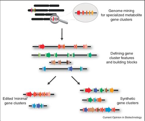 Gene Clustering In Plant Specialized Metabolism Semantic Scholar