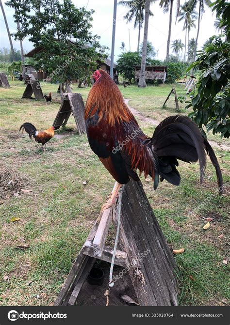 Game Fowl Rooster Perching Stock Photo By ©patrimonio 335020764