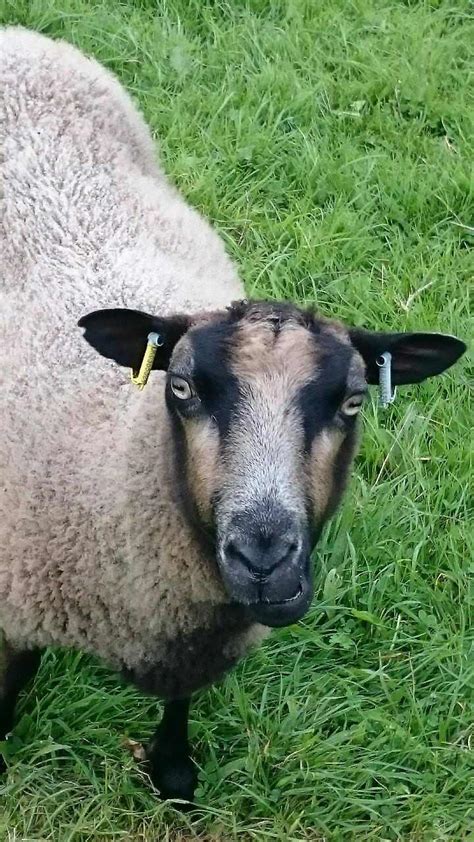 Ewes For Sale Shetland Sheep Society