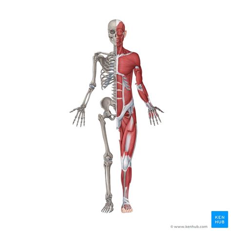 Musculoskeletal System Anatomy And Functions Kenhub