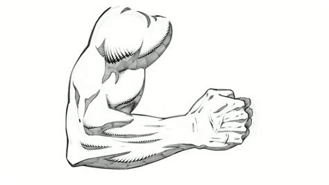 Arm Muscles Drawing Drawing Image