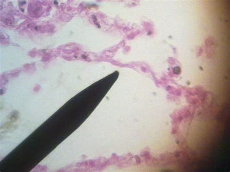 Histología Sistema Respiratorio