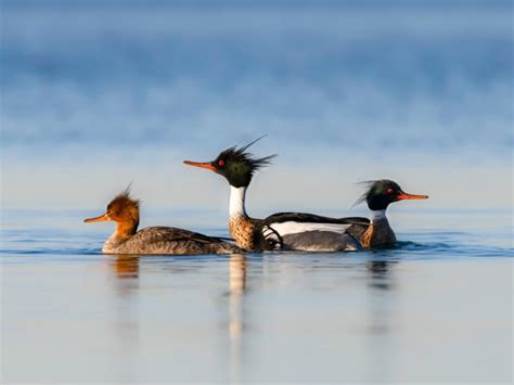 30 Different Types Of Ducks Pics Facts And Chart