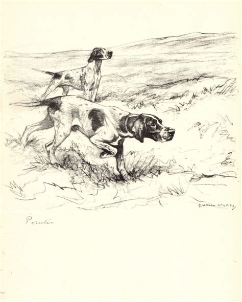 1938 Antique Pointer Dog Art Print Vernon Stokes Pointer Illustration