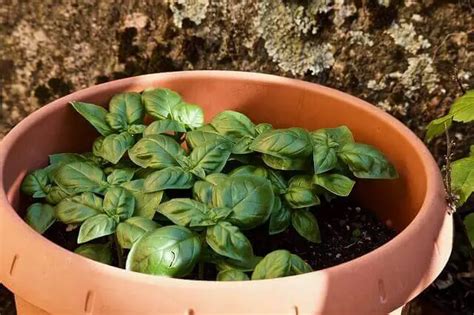 Caring For Basil Plants Outdoors Essential Tips For Planting Basil