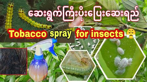 Homemade tobacco insecticide spray အပငပကရငဖနဖဆရကက