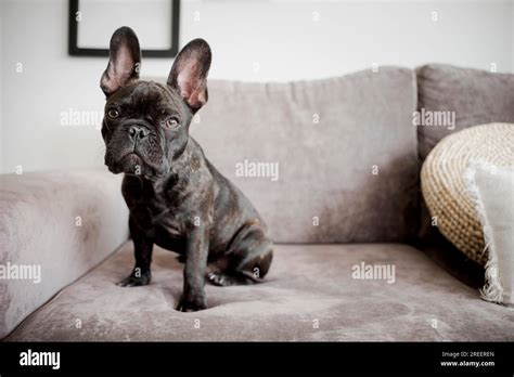 Portrait Adorable French Bulldog Stock Photo Alamy