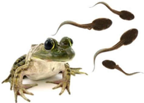 The Life Cycle Of A Frog Timeline Timetoast Timelines